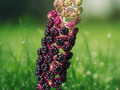 5 Seeds Phytolacca acinosa Indian Pokeweed Ornamental Berry Plant