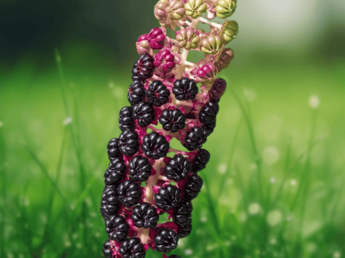 5 Seeds Phytolacca acinosa Indian Pokeweed Ornamental Berry Plant