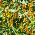 Northern Sea Oats Live Plants - Ornamental Grass 5 Pack - Chasmanthium latifolium - Rare Landscape Grass