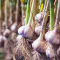 Garlic Cloves 20 Count - 10 Sprouted for Planting, 10 Non-Sprouted - All Year Good - Allium sativum
