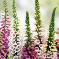 Foxglove Flower Seeds - Mixed Color, Over 1,000 Seeds, Digitalis purpurea, Perennial Garden Flower Seeds