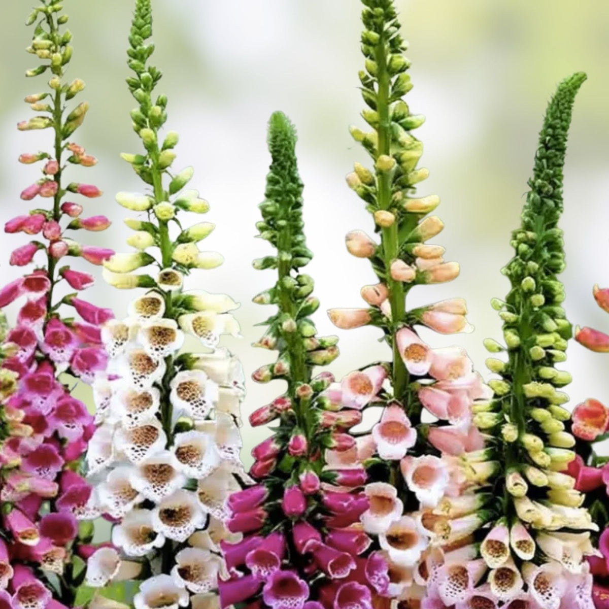 Foxglove Flower Seeds - Mixed Color, Over 1,000 Seeds, Digitalis purpurea, Perennial Garden Flower Seeds