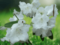 10 Seeds Rhododendron griffithianum Shrub Himalayan Species