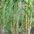 Rooted Sugarcane Cuttings 3 PCs Sweet Juicy Tropical Plant Saccharum officinarum for Planting