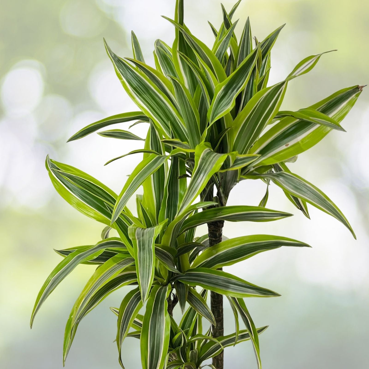 Dracaena Lemon Lime 3 Gallon Pot - Vibrant Tropical Houseplant, Dracaena Fragrans for Bright Indoor Spaces