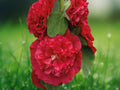 25 Seeds Double Scarlet Hollyhock Perennial Fluffy Red Blooms Hardy Tall Cottage Garden Border Ornamental