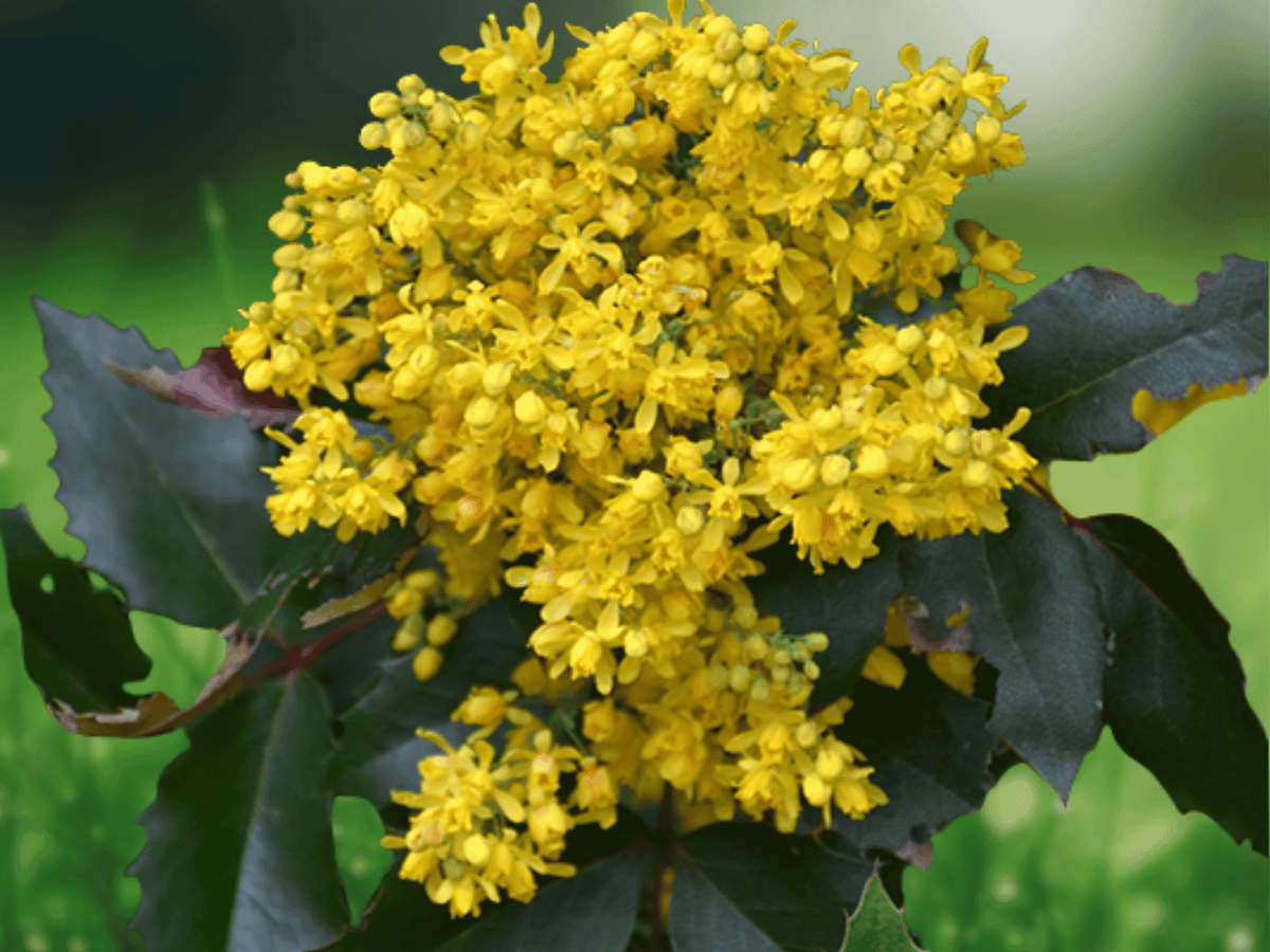 5 Seeds Oregon Grapeholly Mahonia aquifolium Evergreen Shrub