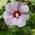 Set of 4 Rose of Sharon Plants, 6-12 Inches, Mixed Colors, Hibiscus syriacus, Hardy Zones 5-9