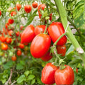 Scarlet Tomato Slicer Seeds 100 Count – High-Yield, Bright Red, Firm Texture – Solanum lycopersicum