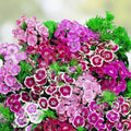 Sweet William Seeds - 100+ Flower Seeds - Colorful Clusters for Borders & Pollinator Gardens - Dianthus barbatus Garden Flower Seeds