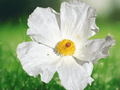 10 Seeds Crested Prickly Poppy Argemone polyanthemos Perennial Flower