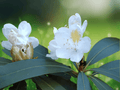 10 Seeds Rhododendron catawbiense Alba White Catawba Rhododendron Hardy Evergreen Shrub
