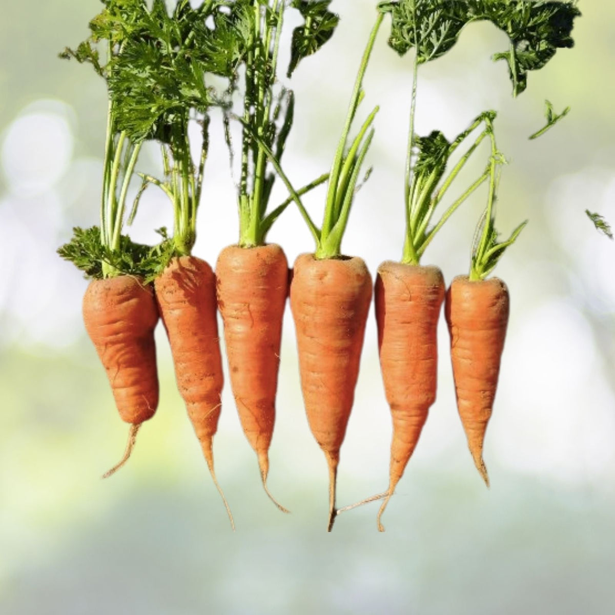 Tendersweet Carrot Seeds | NON-GMO Heirloom | Fresh Garden Seeds | Daucus carota