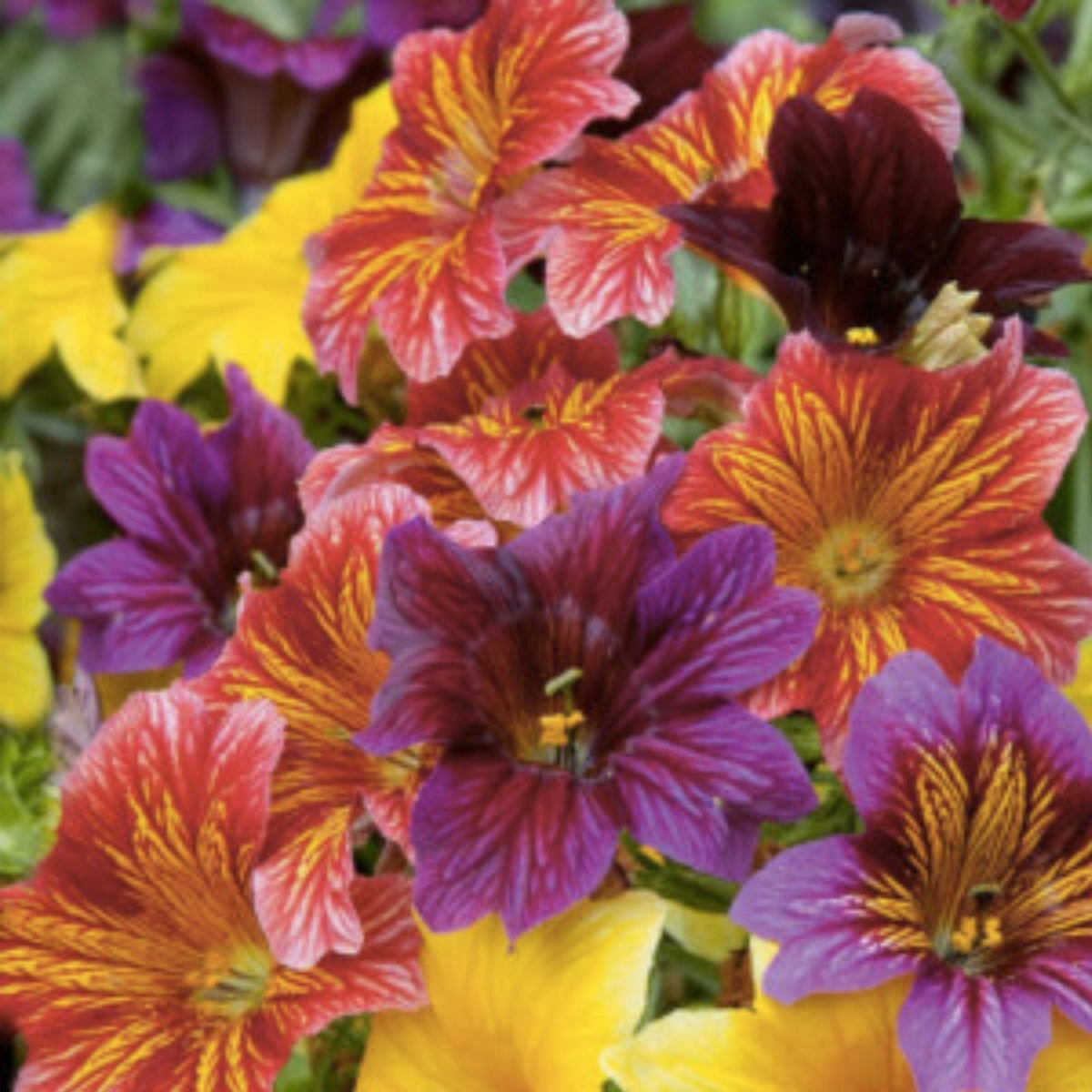500+ EZ Annual Flower Seeds Mix | Bulk Paisley Salpiglosis grandiflora Flower Seeds | Easy Grow Bright Colors
