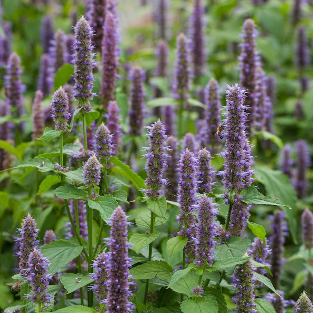 Anise Hyssop Seeds 100+ Count – Agastache foeniculum Wildflower Seeds for Planting, Herb Garden, Pollinator Attractant