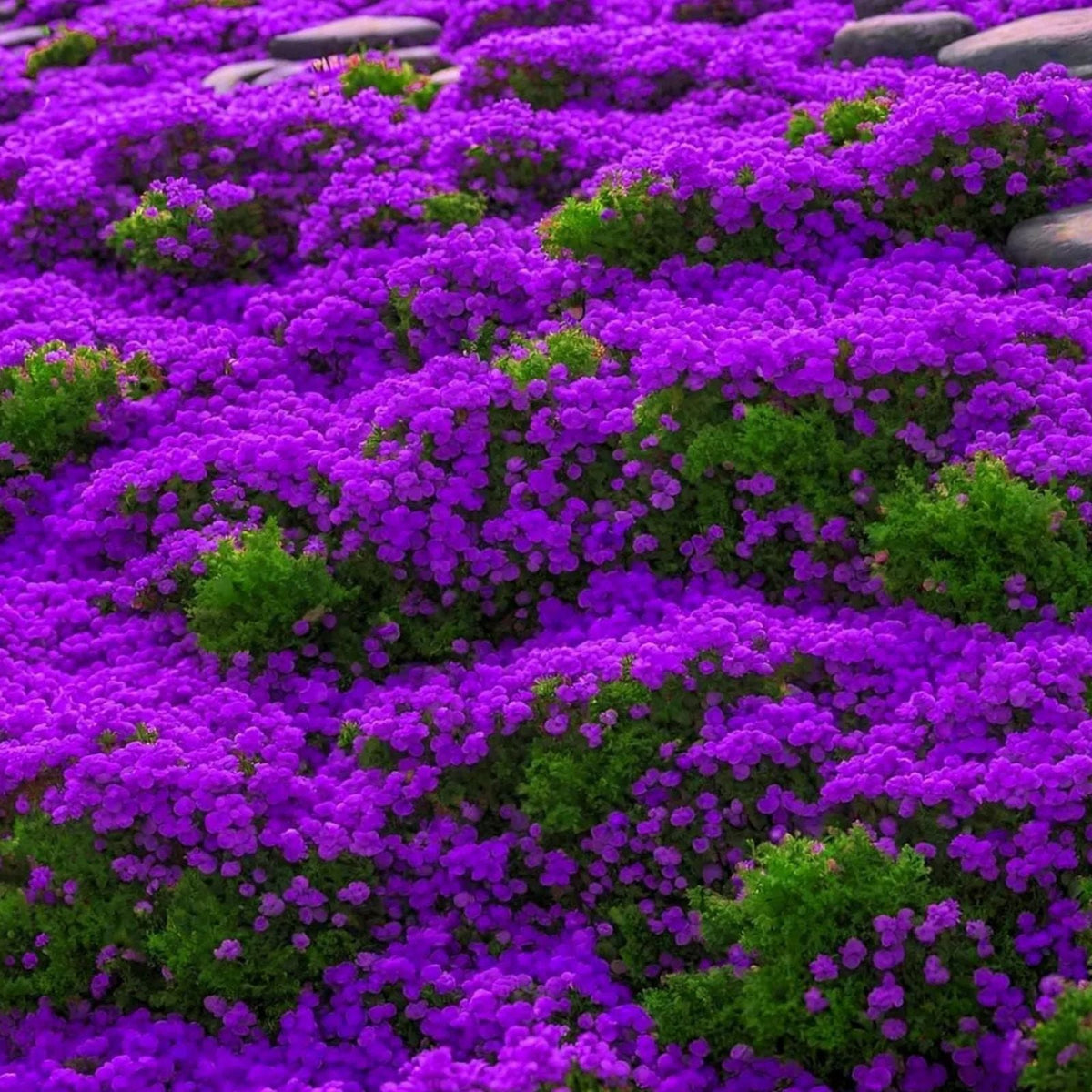 Creeping Thyme Seeds 500 Count - Magic Carpet Perennial Ground Cover - Thymus serpyllum, Drought Tolerant, Low Maintenance