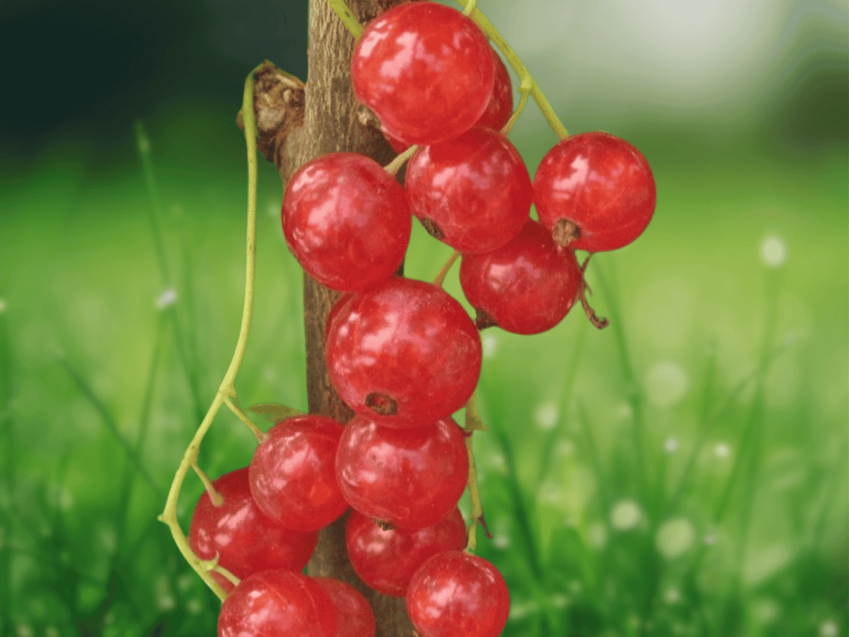 1 Live Plant Red Lake Currant Ribes rubrum 16 Inch Tall 1 Liter Container