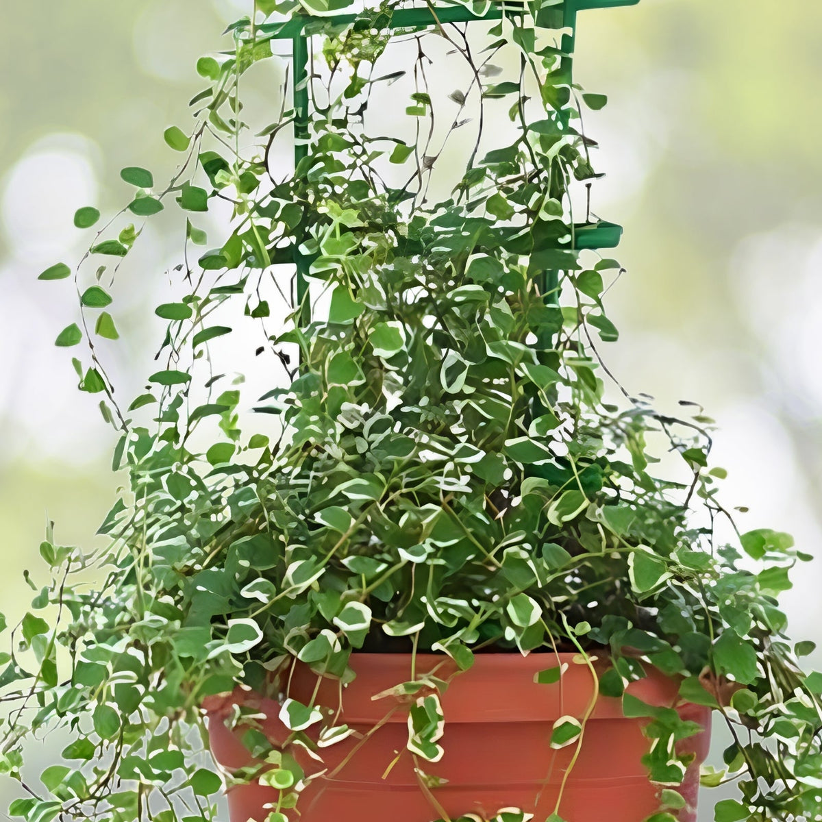 Miniature Creeping Fig Houseplant 6in - Ficus Pumila Minima, Small Leaf Evergreen Climbing Ivy for Indoor/Outdoor Greenery