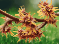 15 Seeds Vernal Witch Hazel Hamamelis vernalis Fragrant Winter Blooming Shrub