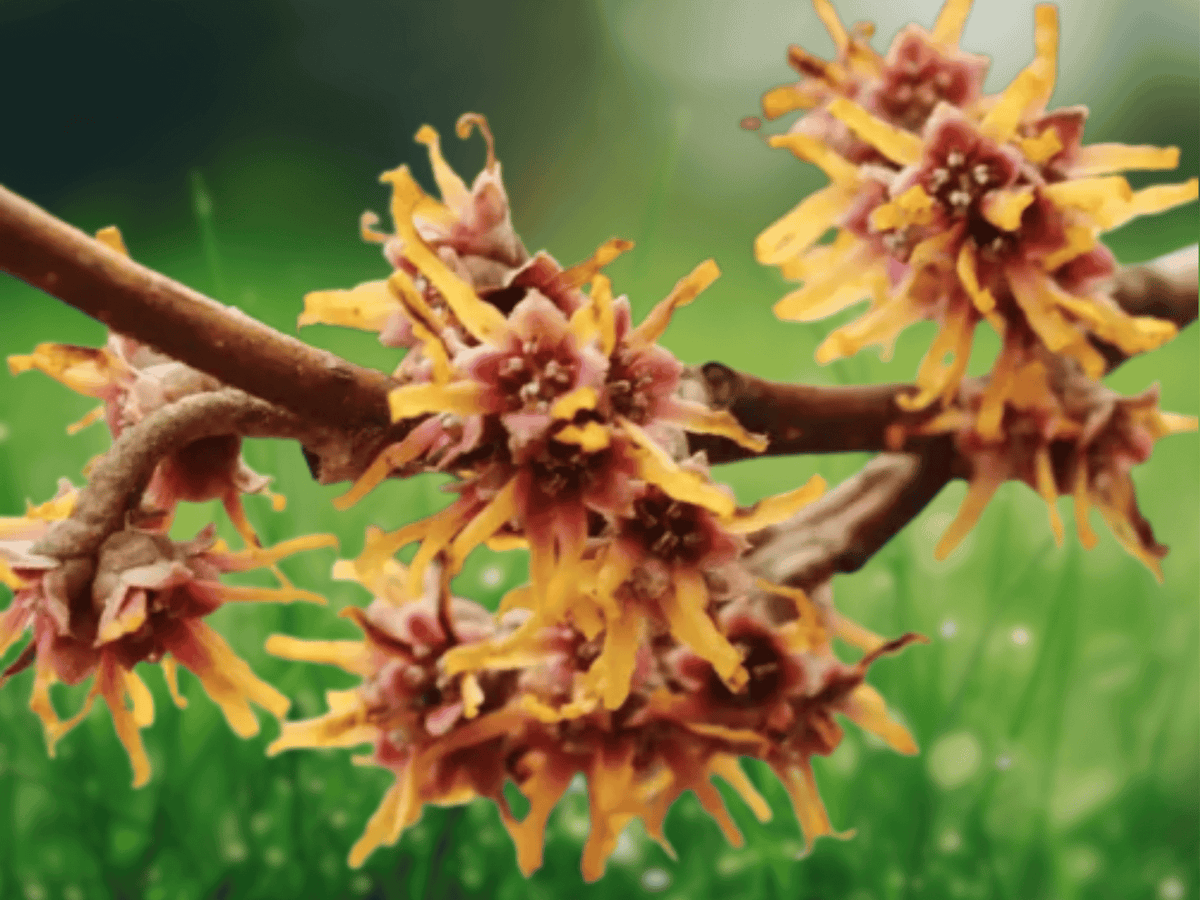 15 Seeds Vernal Witch Hazel Hamamelis vernalis Fragrant Winter Blooming Shrub