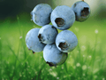 5 Starter Plugs Sharpe Blue Blueberry Vaccinium corymbosum
