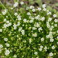 Irish Moss Seeds Ground Cover Planting - Attractive Green Foliage - Sagina subulata - Easy to Grow, Low Maintenance