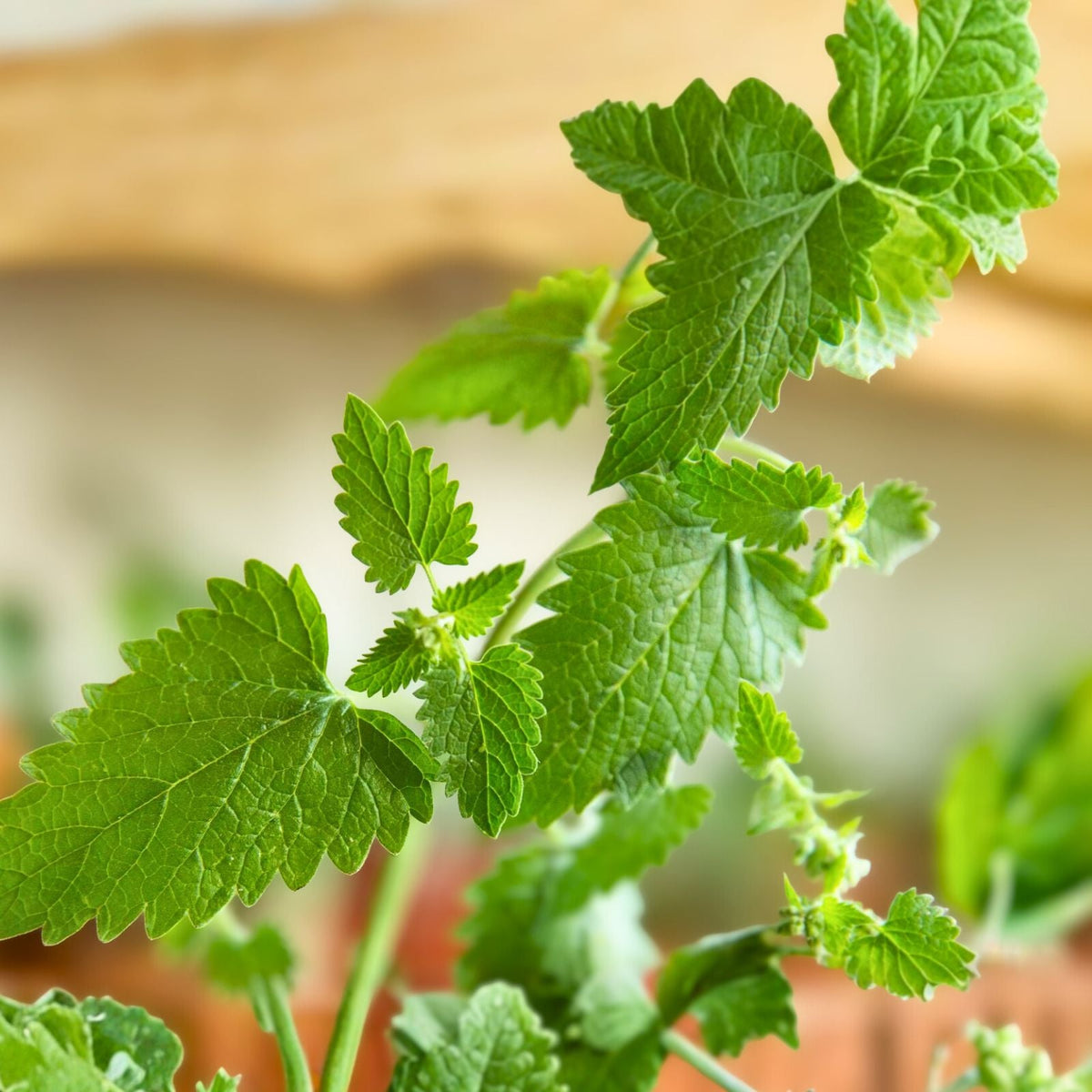 Catnip Plants - 3 Live Perennials - Organic Nepeta Cataria - Pesticide-Free Rooted Transplants for Cats