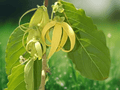 5 Seeds Cananga odorata Ylang Ylang Flowering Tree Tropical Fragrant Ornamental