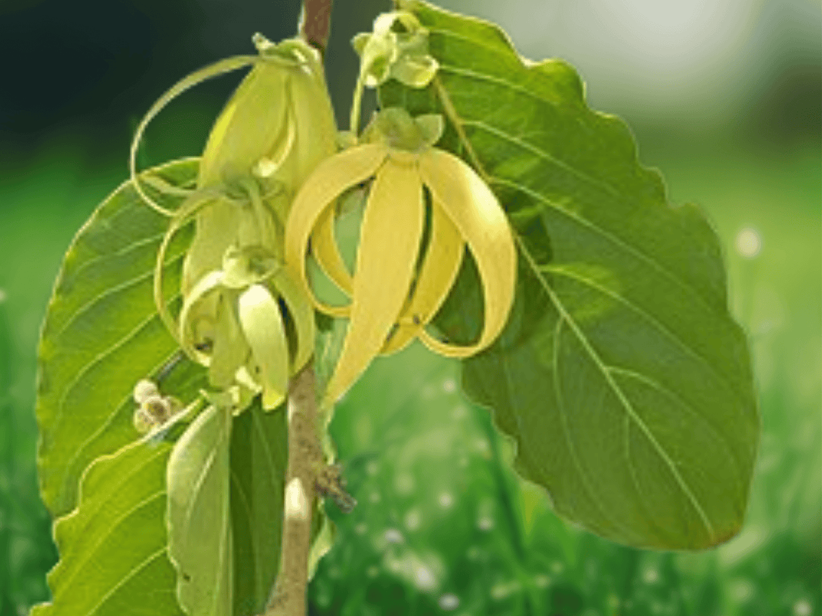 5 Seeds Cananga odorata Ylang Ylang Flowering Tree Tropical Fragrant Ornamental