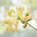 Honeysuckle Vines 4 Live Plants 6" White Yellow Flowers Lonicera japonica Fast Growing Fragrant Climbing Ground Cover