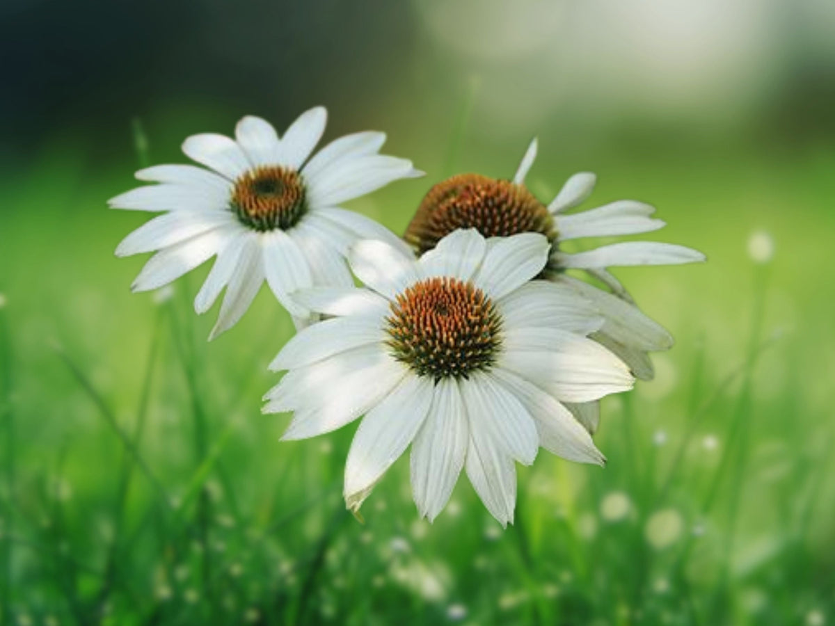 50 Seeds White Coneflower Echinacea Purpurea Perennial Pure White Blooms Hardy Drought Tolerant Pollinator Attractor Easy Grow