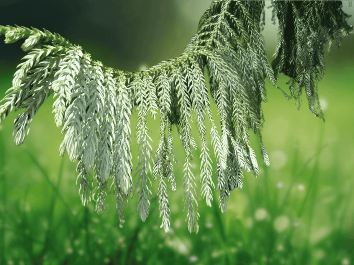 5 Seeds Taiwania cryptomerioides Coffin Tree Evergreen Conifer