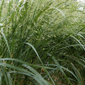 Switchgrass Seeds for Planting – Fast Growing Hardy Prairie Grass, Panicum virgatum – Bio Fuel, Erosion Control, Native Grass Seed