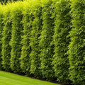Hybrid Aussie Willow Trees 10 Pack - Fast Growing Privacy & Shade Trees - Easy to Grow Salix x 'Aussie'