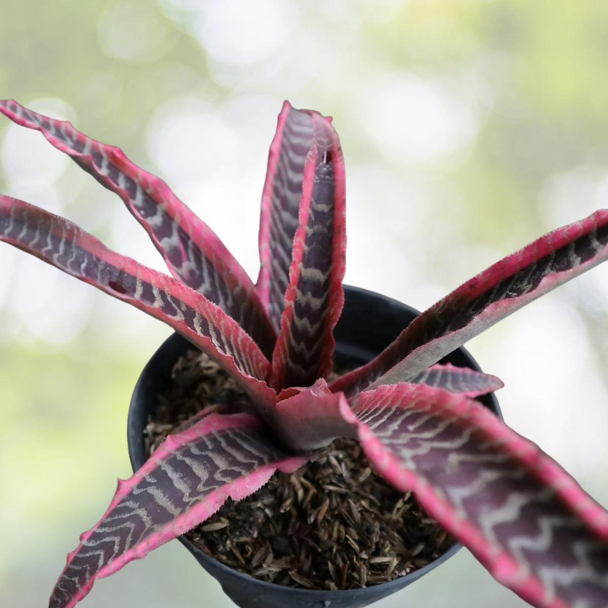 Cryptanthus Plant 5" Pot Elaine Variety - Unique Earth Star Plant Cryptanthus spp. Ideal for Indoor Gardening and Decor
