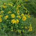 Wildflower Seed Mix - 200+ Seeds - Mellow Yellow Blend - Stunning All Yellow Variety - Ideal for Gardens and Meadows