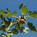 Brown Turkey Fig Tree Starter Plant - 10" - Ficus carica - Fruiting Fig, Self-Fruitful, Drought-Tolerant, Full Sun