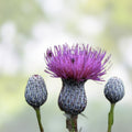 Swamp Thistle Seeds 100 Pack - Native Cirsium muticum for Wildflower Gardens and Attracting Pollinators