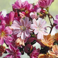 Lewisia Seeds Caramel Flair 35 or 100 Non-GMO Flower Seeds Garden Planting Lewisia spp.