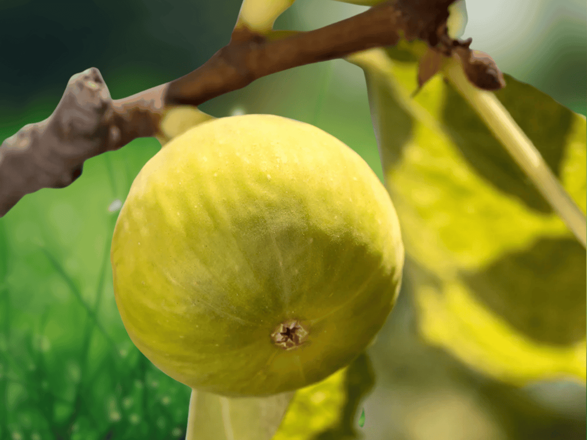 3 Yellow Long Neck Fig Starter Plug Ficus carica Live Plant Sweet Fruit Tree