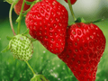 10 Live Plants Honeoye Junebearing Strawberry Plants Sweet Red Fruit