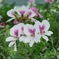 Live Geranium Plant 6-Inch White and Purple Combination Pelargonium spp.