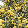 Golden Delicious Apple Tree Cuttings - 6 Organic Scions for Rooting & Grafting - Malus domestica