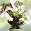 Calathea Peacock Plant 4" Pot - Vibrant Indoor Houseplant (Calathea makoyana) - Tropical Foliage, Easy Care Option