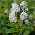 Prairie Sage Seeds for Planting - 50 Seeds - Artemisia ludoviciana - Drought Resistant Perennial Herb