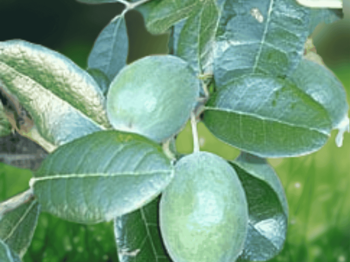 1 Live Plant Rannaya Nikita Pineapple Guava Rooted Plant Feijoa sellowiana 10 Inch Tall