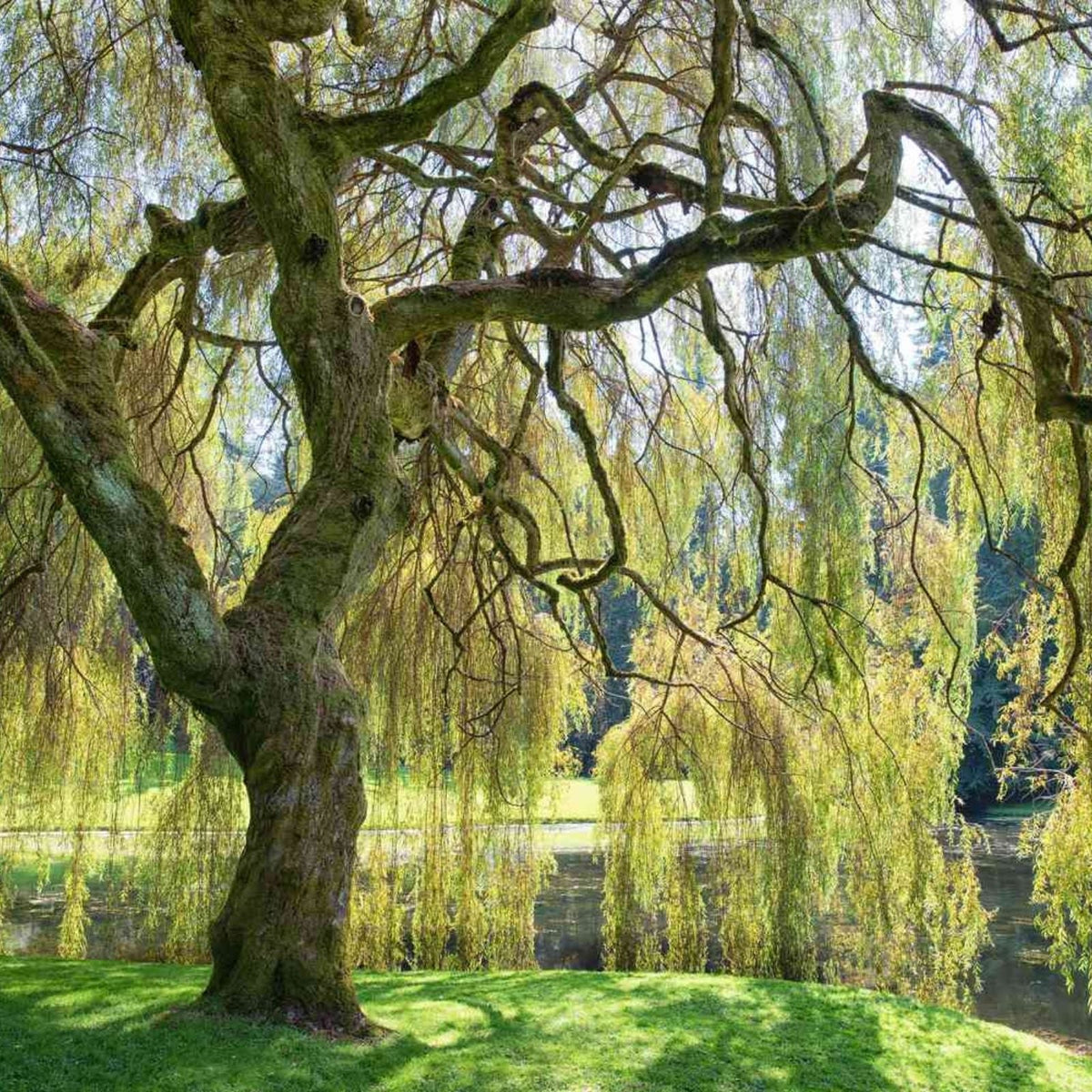 Weeping Willow Tree Cutting - Live Plant with Arching Branches - Salix babylonica - Memorial Gift