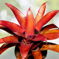 Bromeliad Plant 6 Inch Pot Neoregelia Eleutheropetala Red Tropical Indoor Houseplant