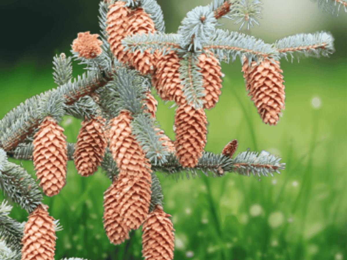 50 Seeds Sitka Spruce Picea sitchensis Evergreen Conifer Tree
