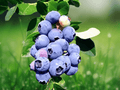 10 Live Plant Jewel Blueberry Vaccinium corymbosum Starter Plug